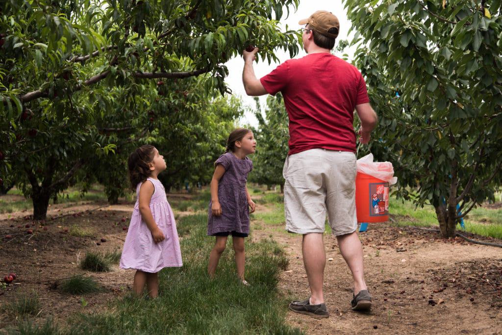 A dad and two kids picking nectarines in an orchard.