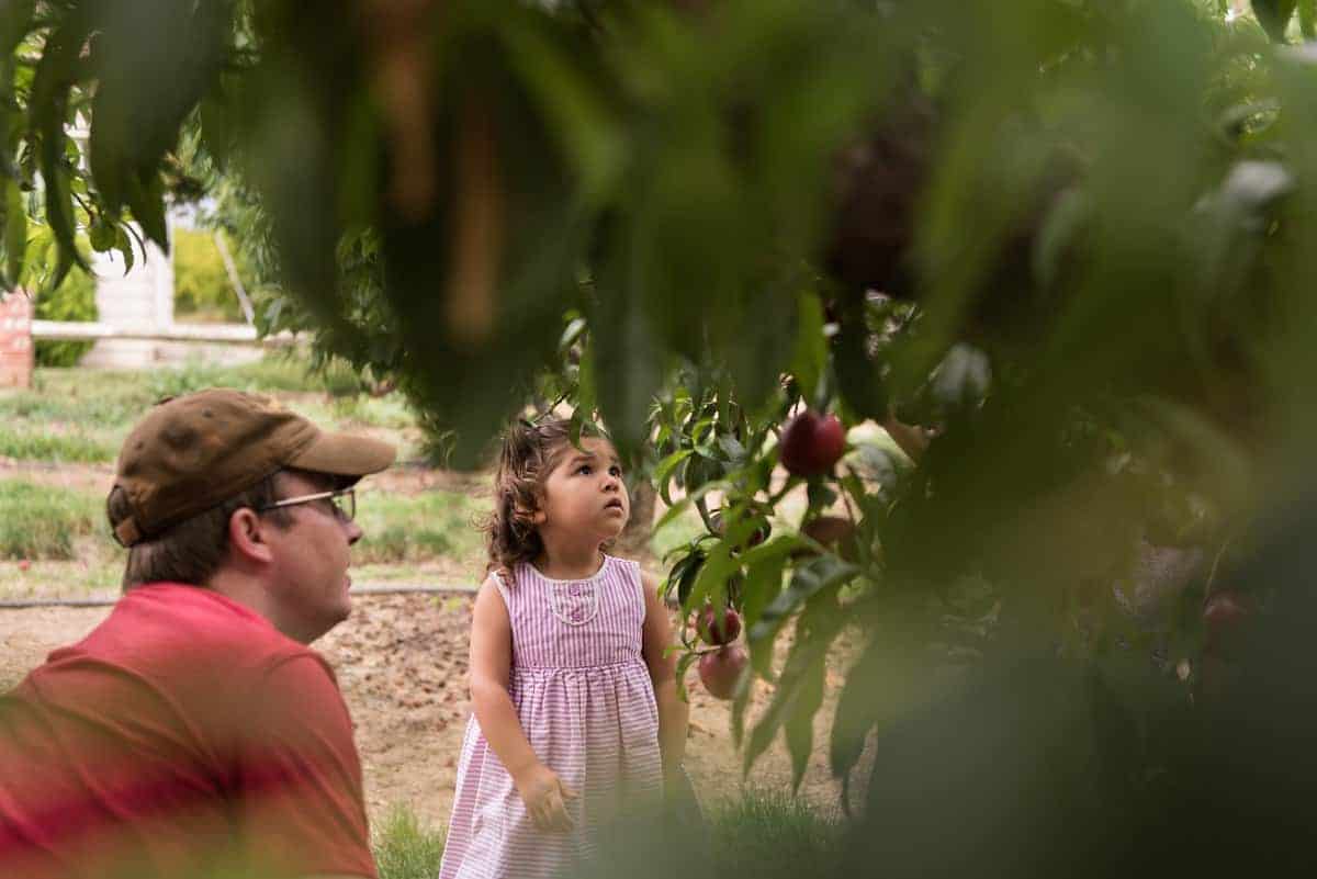 A young girl and her dad looking at nectarines on a tree.
