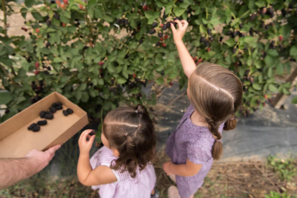 Two children picking blackberries.