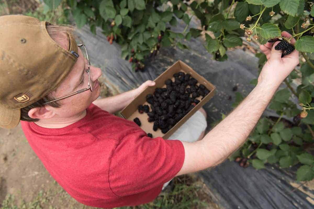 A man picking blackberries.
