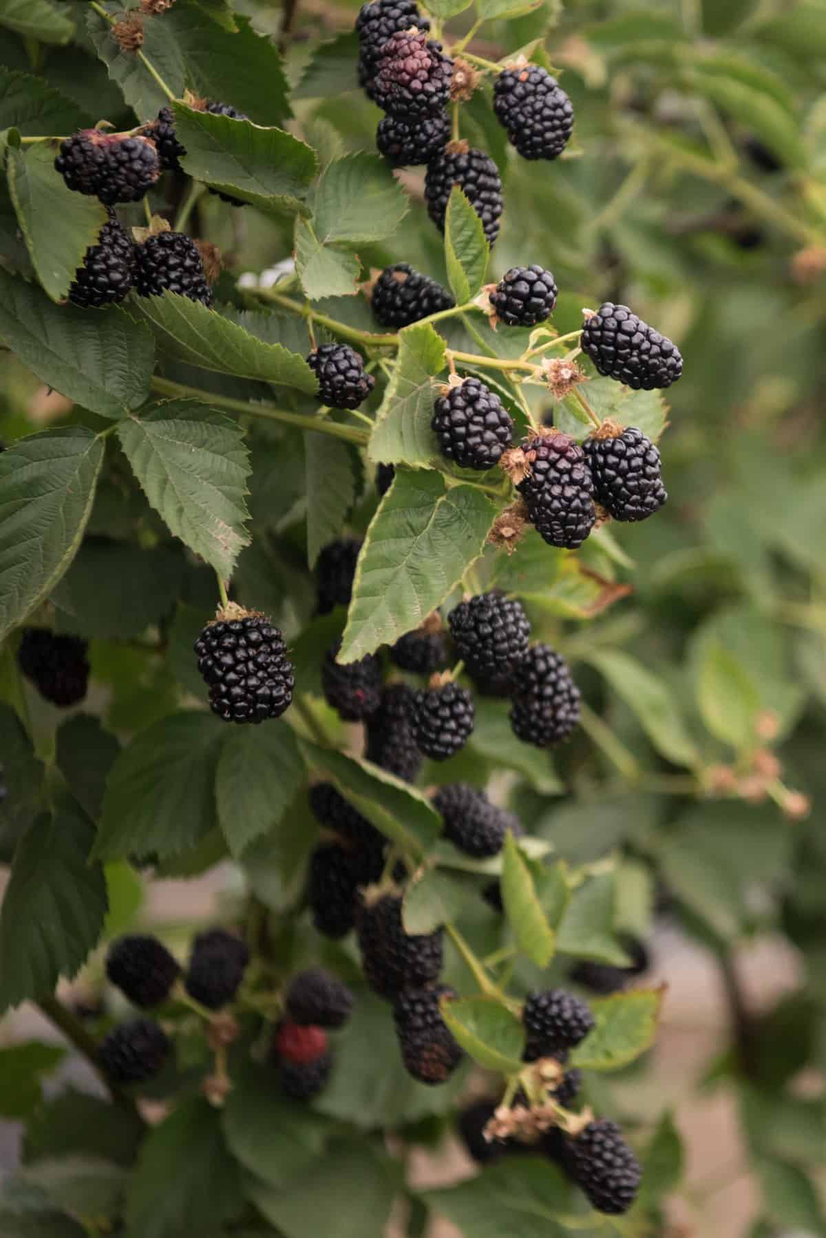 Ripe blackberries on a blackberry bush at a U-pick farm.