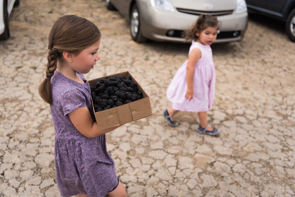 A child carrying a cardboard box of blackberries.