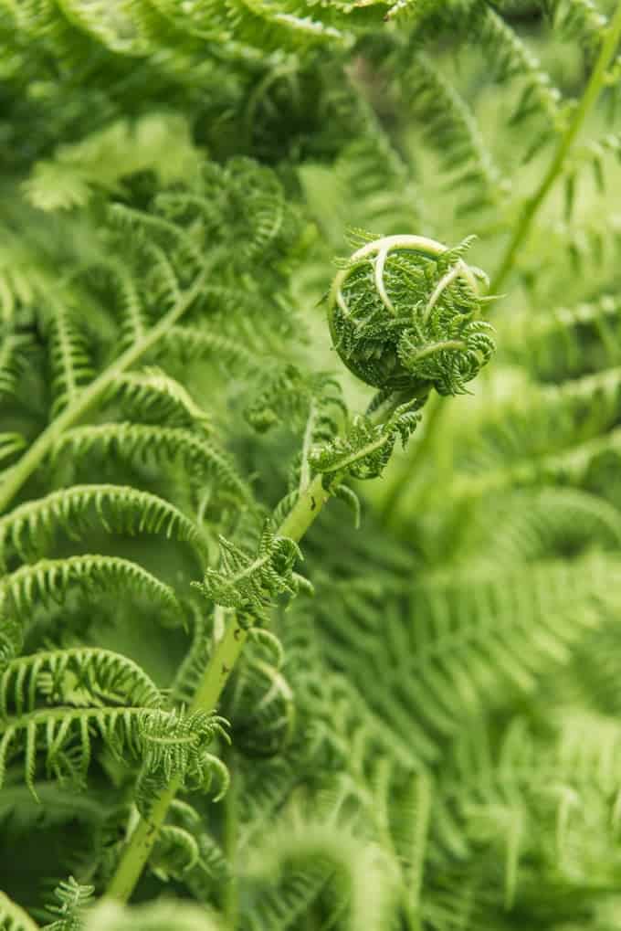 An image of a fiddlehead growing in the ferns in Big Sur, California.