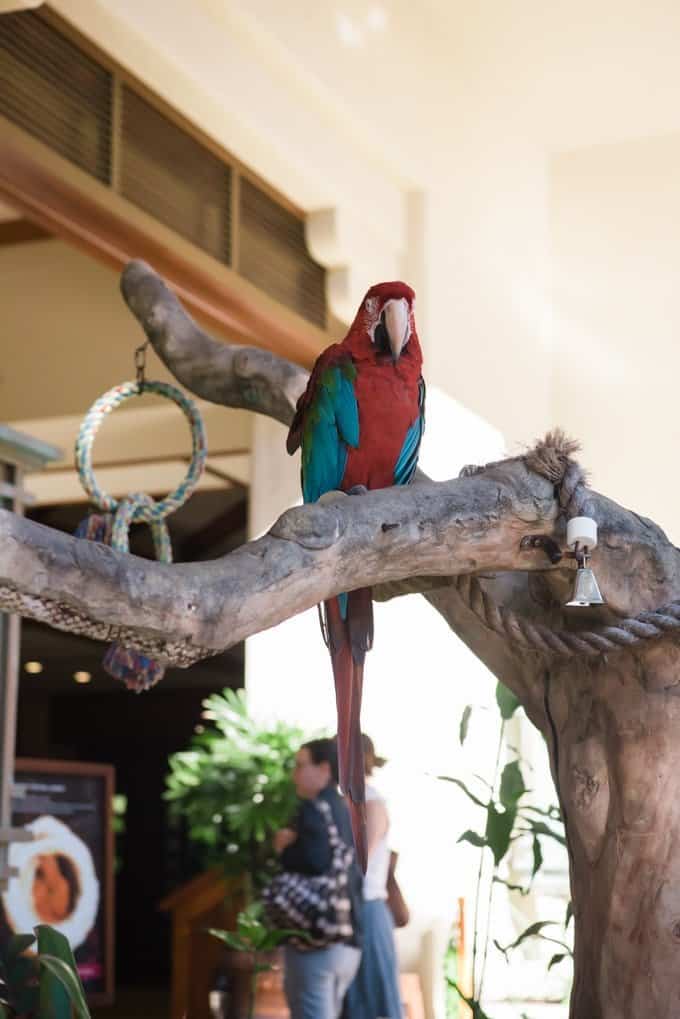 a parrot on a tree