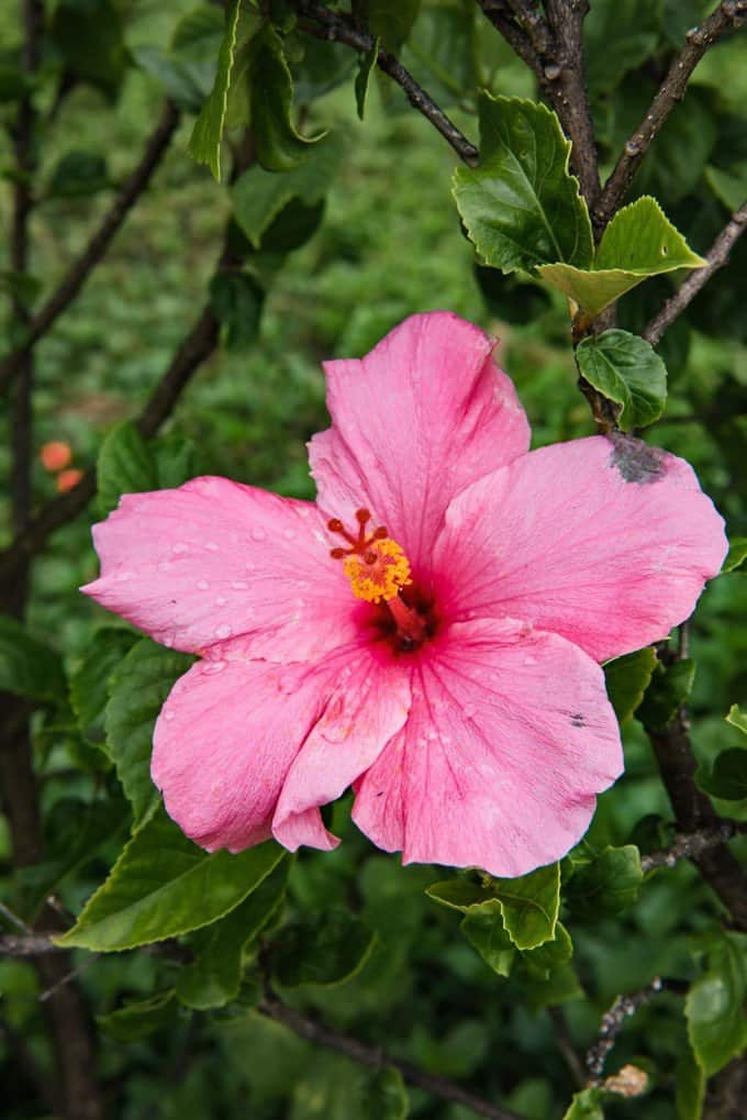 a pink flower