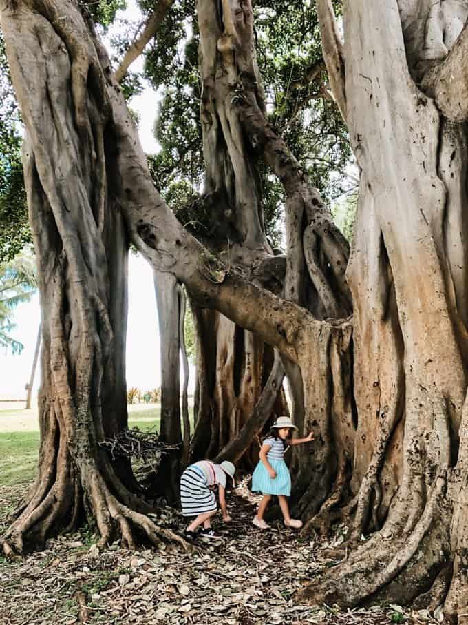 two girls playing near a very large tree