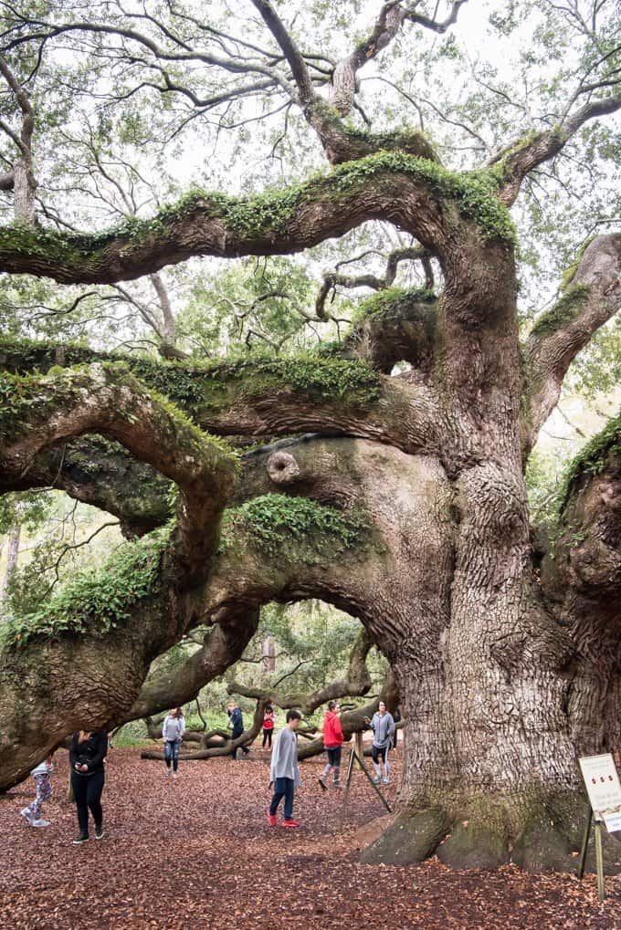 An image of the Angel Oak tree on Johns Island in South Carolina.
