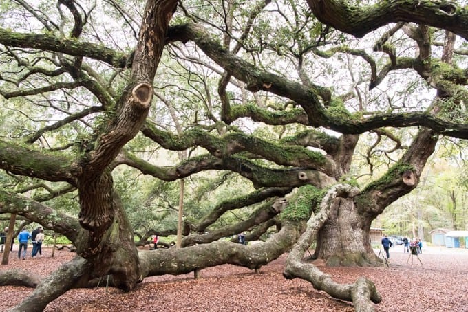 An image of the Angel Oak Tree on Johns Island in South Carolina.
