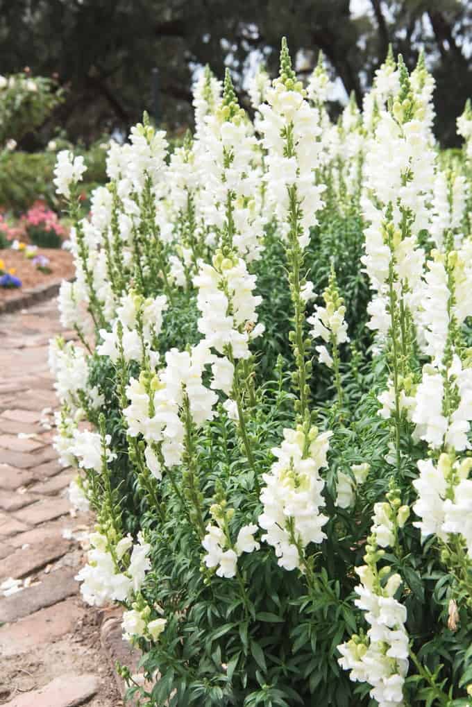 An image of white snapdragons in a garden.