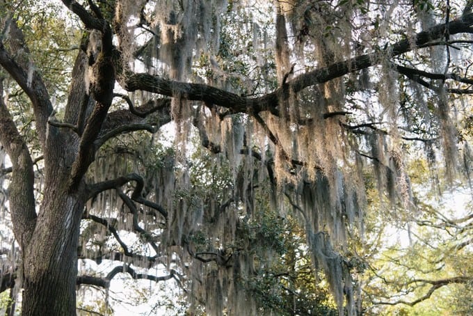 An image of Spanish moss in Savannah, Georgia.