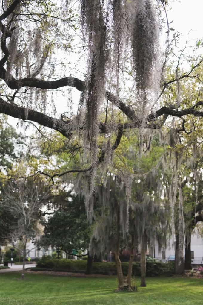 An image of Spanish moss hanging from tree branches in Forsythe Park.