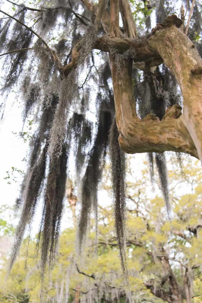 An image of long draping trails of Spanish moss in Forsythe Park in Savannah, Georgia.