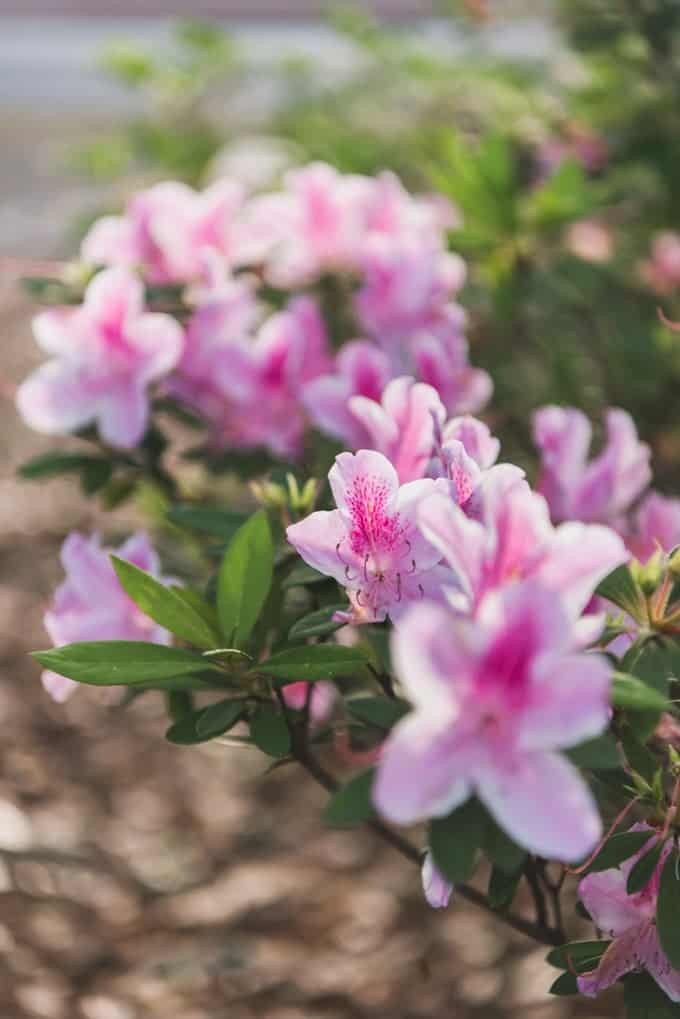 An image of pink blooming azaleas in Forsythe Park.