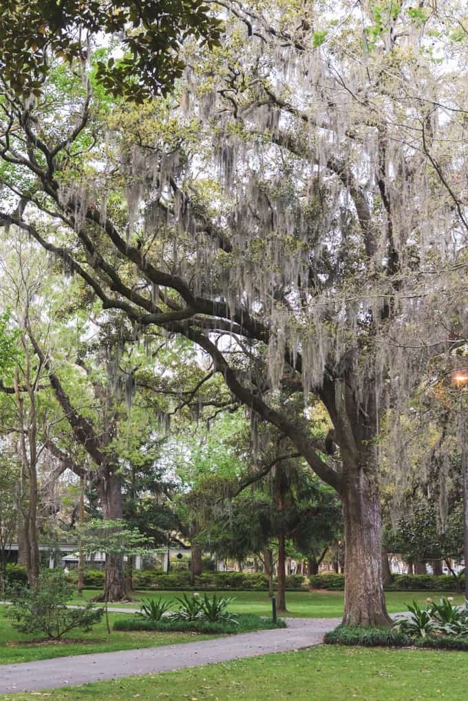 An image of a path through Forsythe Park in Savannah, Georgia.