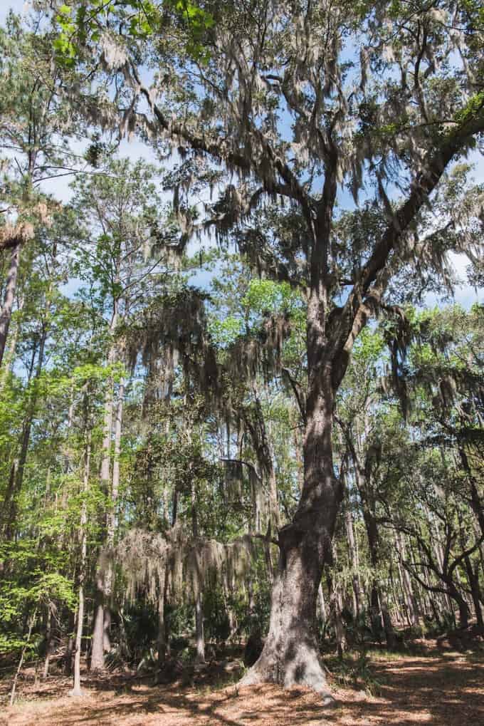An image of a tree covered in Spanish moss.