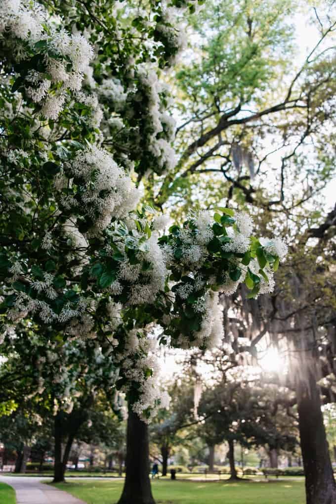 An image of a tree with blossoms in Forsythe Park.