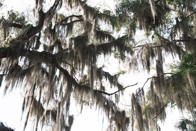 An image of Spanish moss hanging from trees.