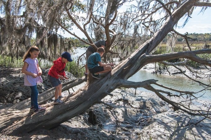 An image of children standing on a felled tree looking over muddy banks of a salt marsh.