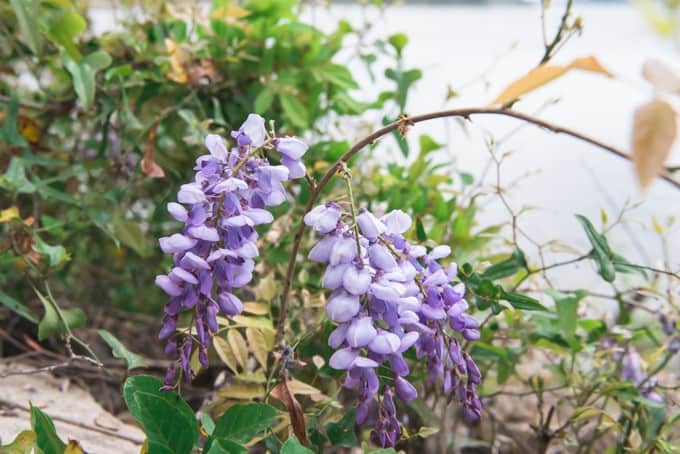 An image of wisteria in Bonaventure Cemetery.