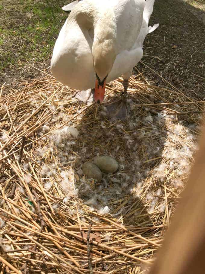 An image of a swan looking at two eggs in its nest.