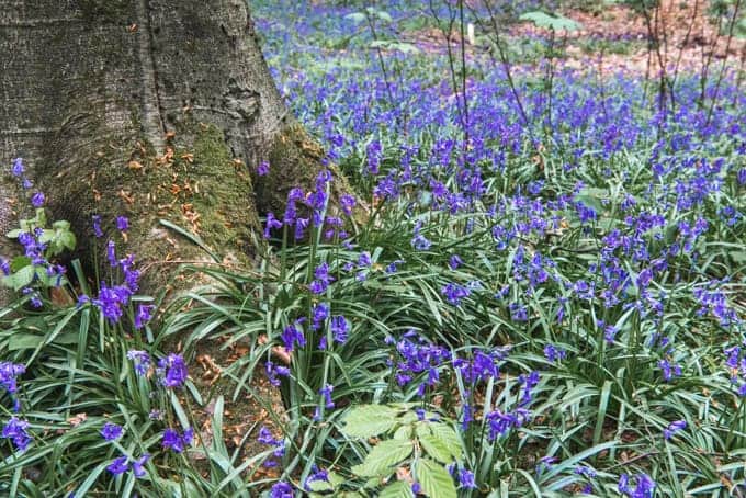 An image of wild hyacinth flowers growing beside a tree stump in the Blue Forest.