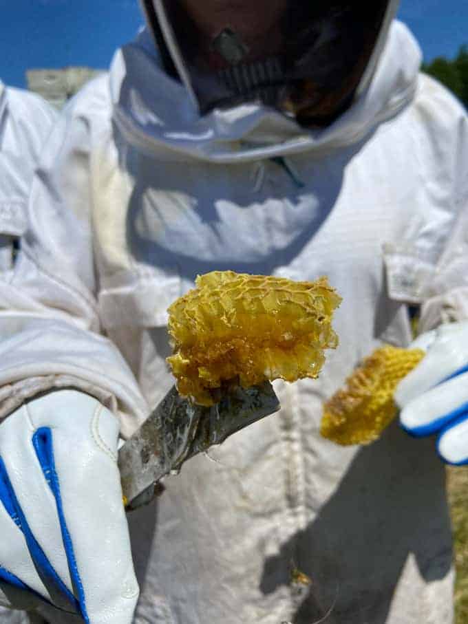 A person in a bee suit holding up a chunk of fresh honeycomb.