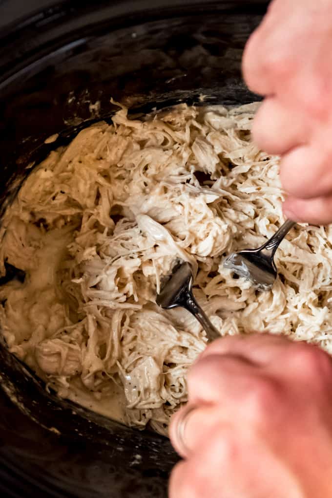 Two forks being used to shred creamy slow cooker crack chicken.