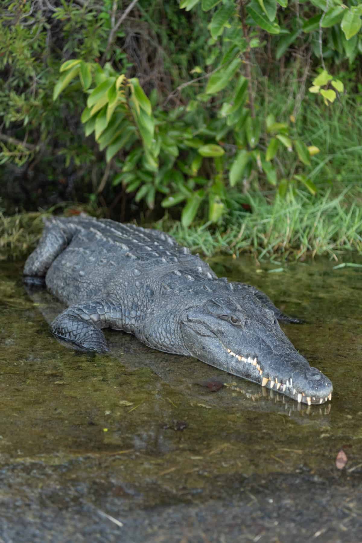 A close image of a crocodile in Everglades National Park.