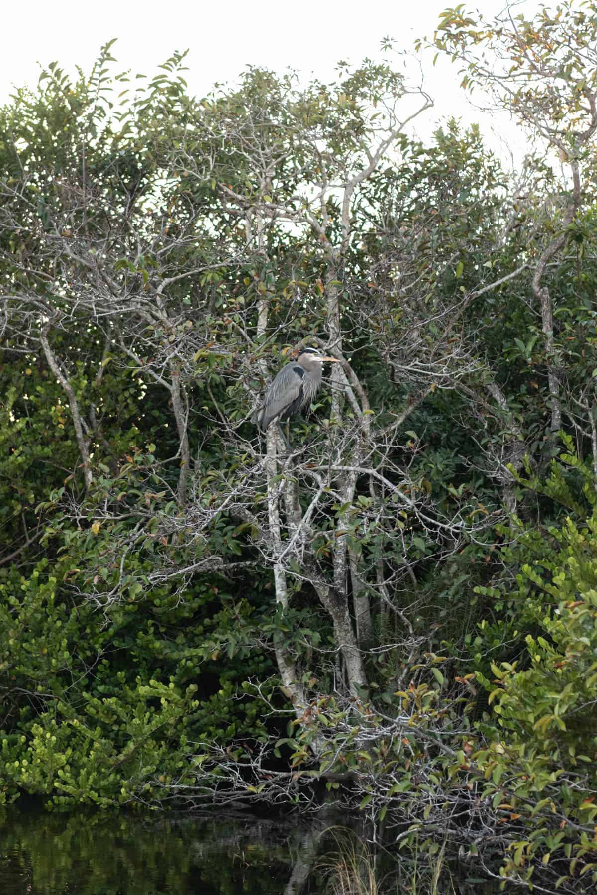 A bird in a tree at the Florida Everglades.