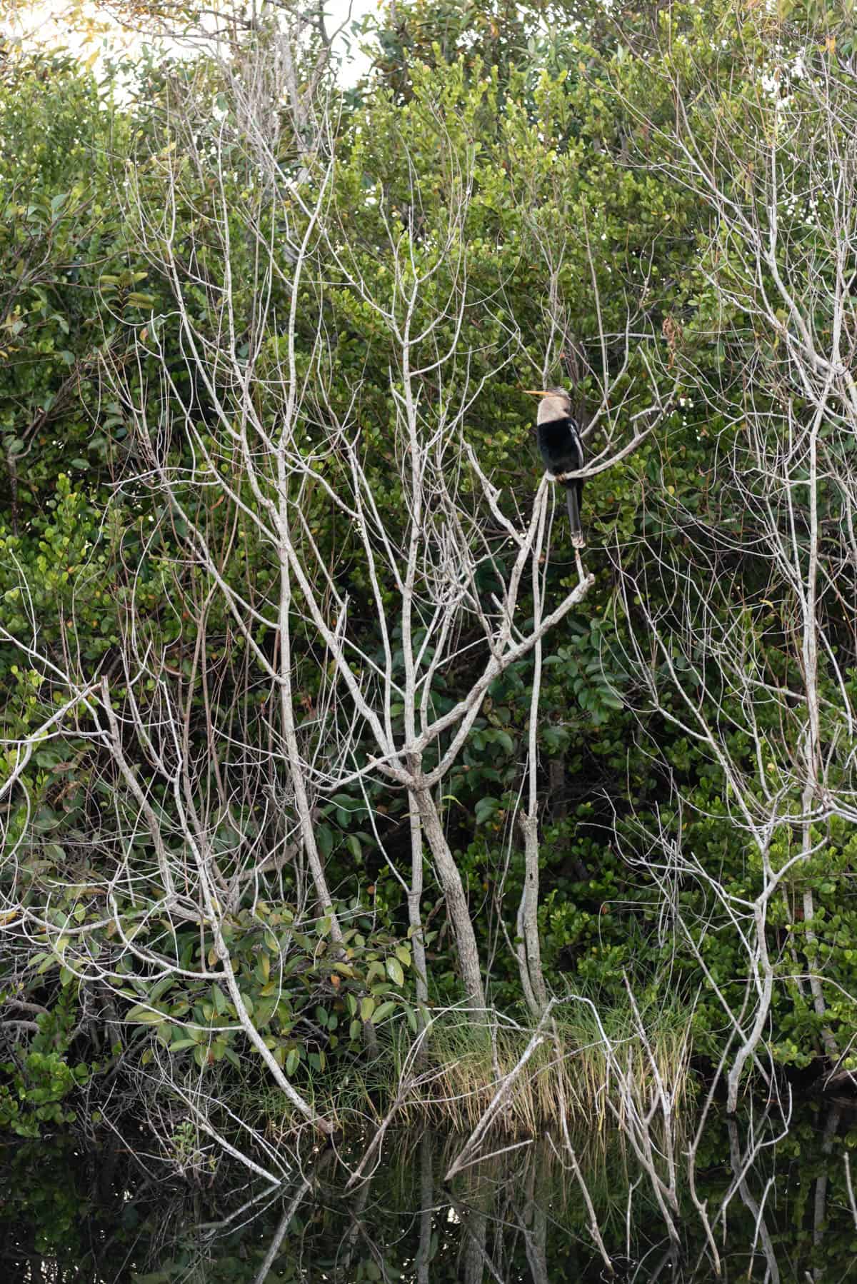 Another bird in a tree at the Florida Everglades.