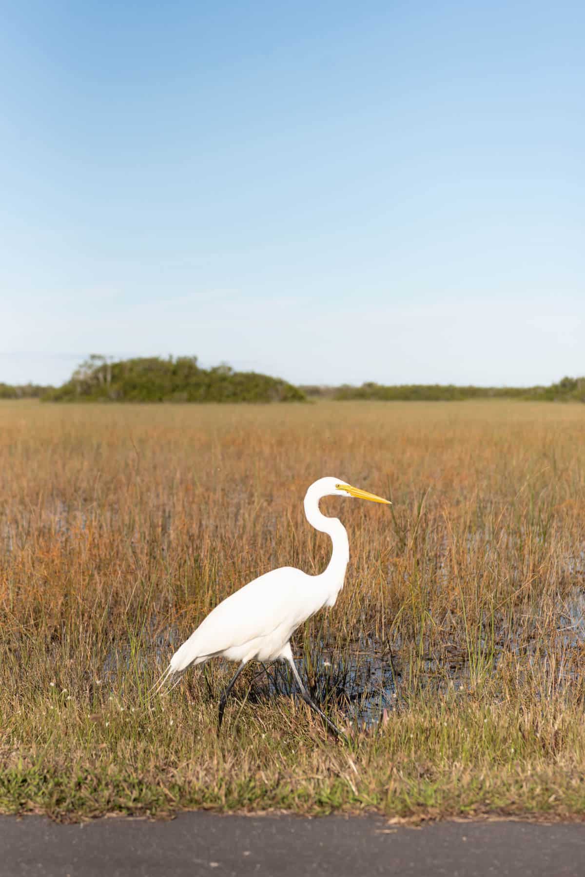 An image of a great egret in Everglades National Park.