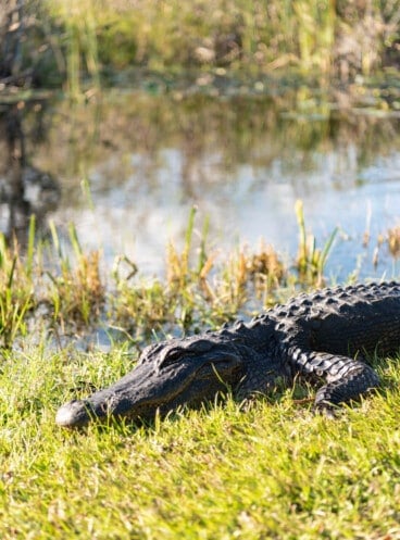 An alligator on grass in front of water.
