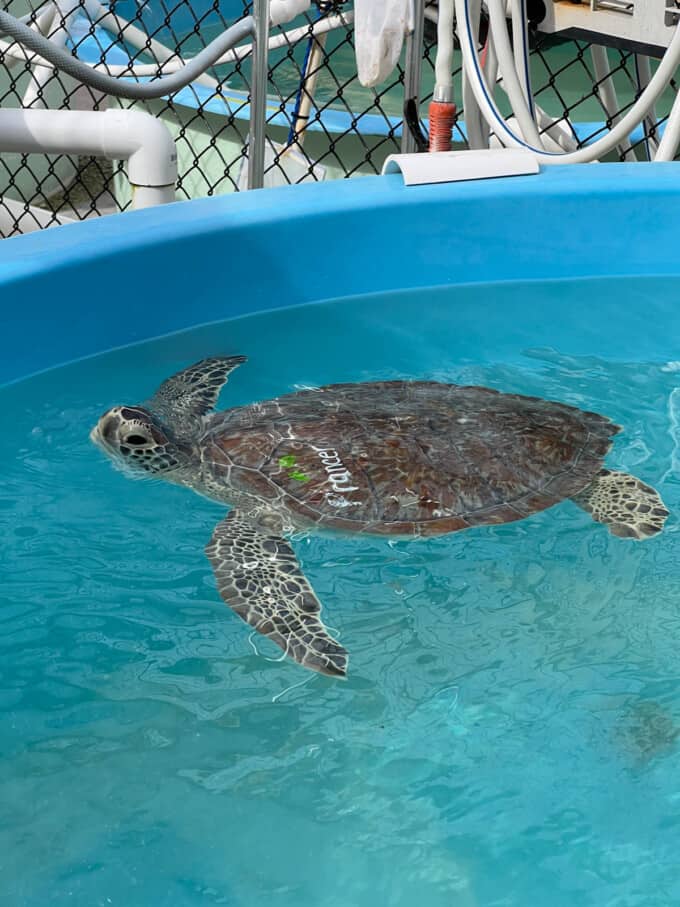 A sea turtle in a pool at a sea turtle hospital in Marathon, Florida.