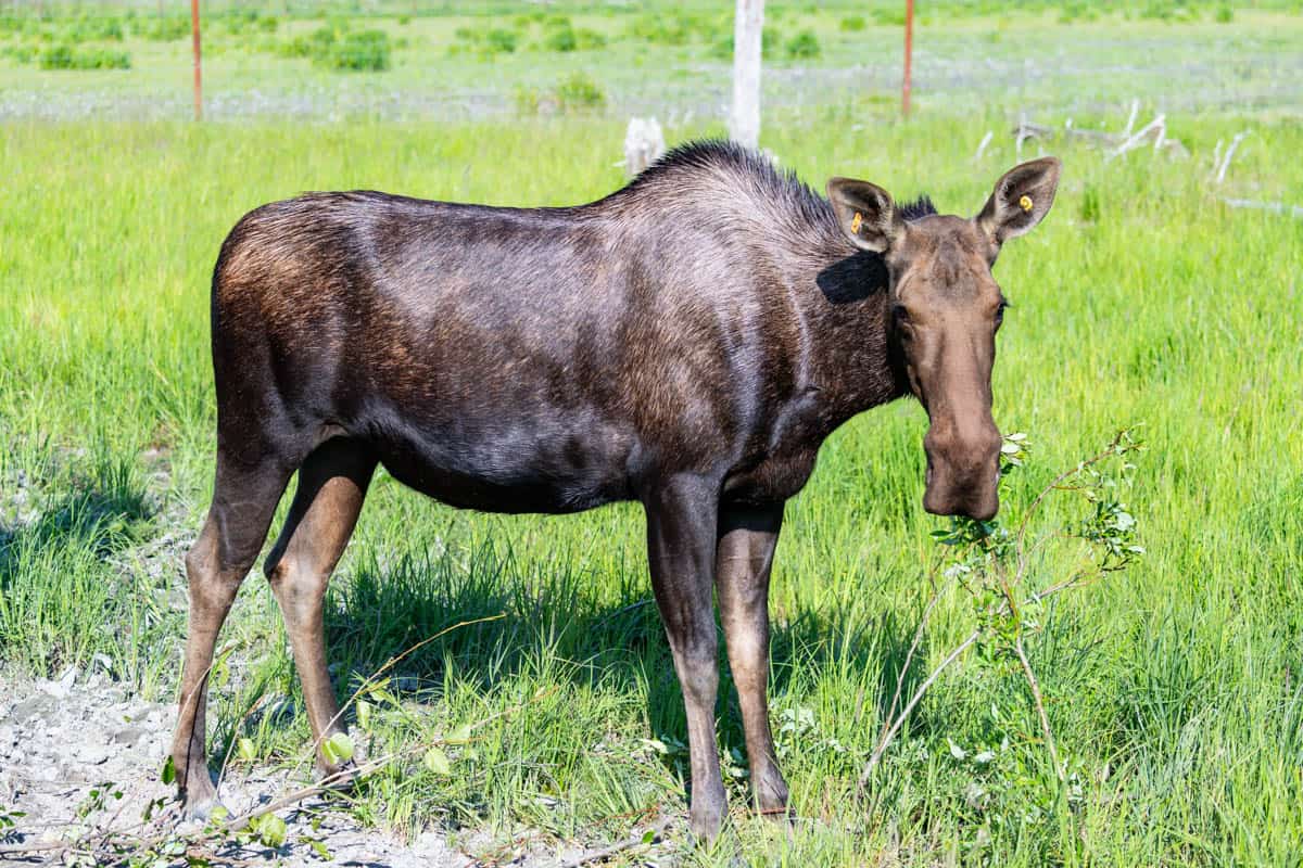 A young moose at the Alaska Wildlife Conservation Center.