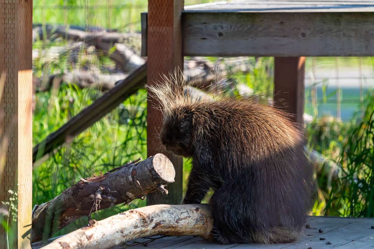 A porcupine at the Alaska Wildlife Conservation Center.