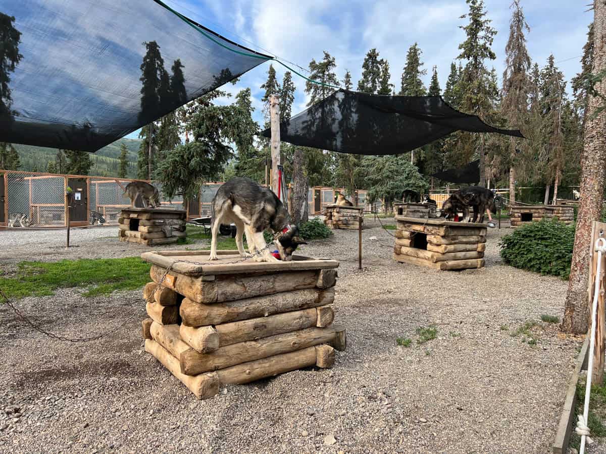 Sled dogs on top of their log kennels in Denali National Park.