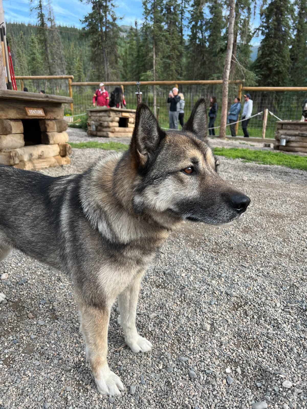 An image of one of the Denali sled dogs.
