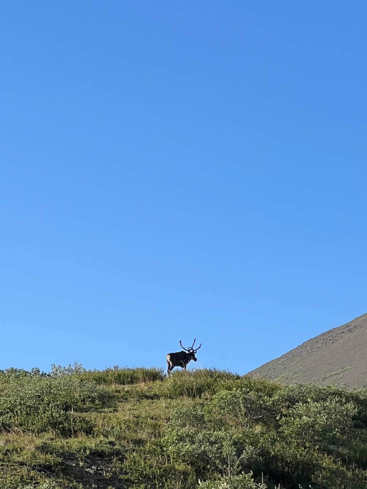 An image of an elk cresting a hill in Denali National Park.