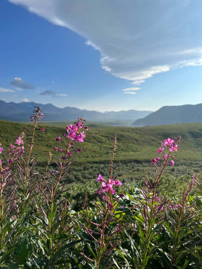 An image of flowers in Denali National Park.