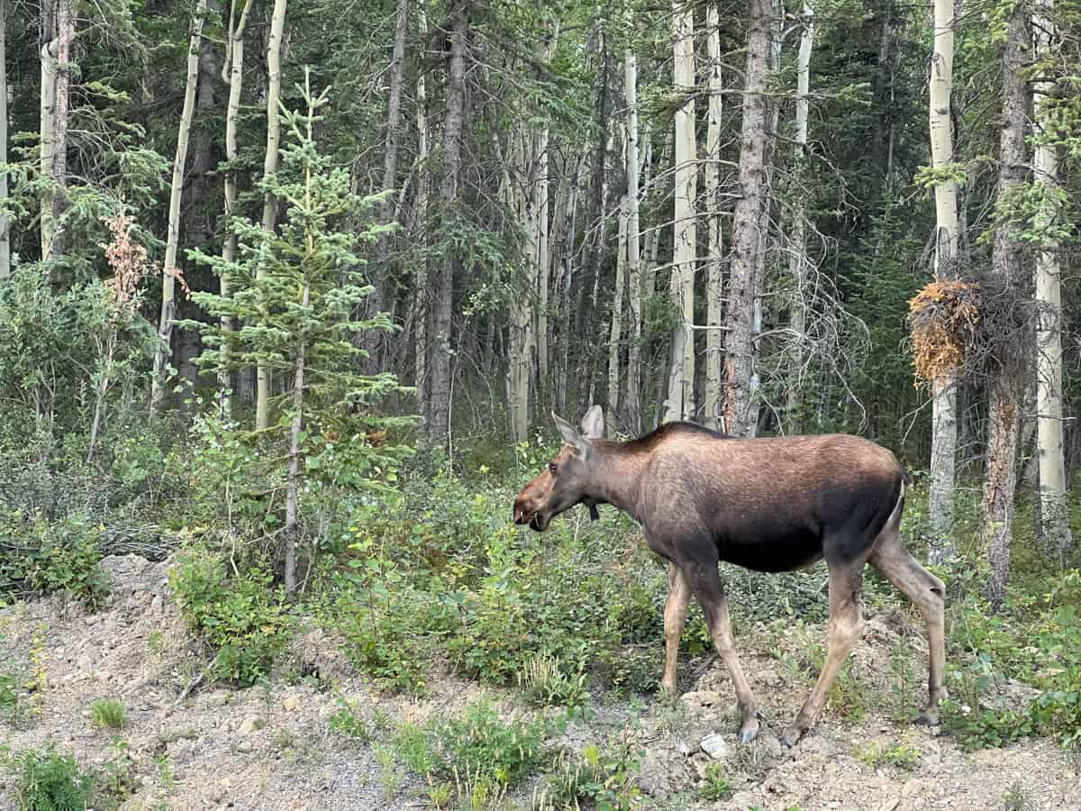 A moose in front of trees in Denali National Park.