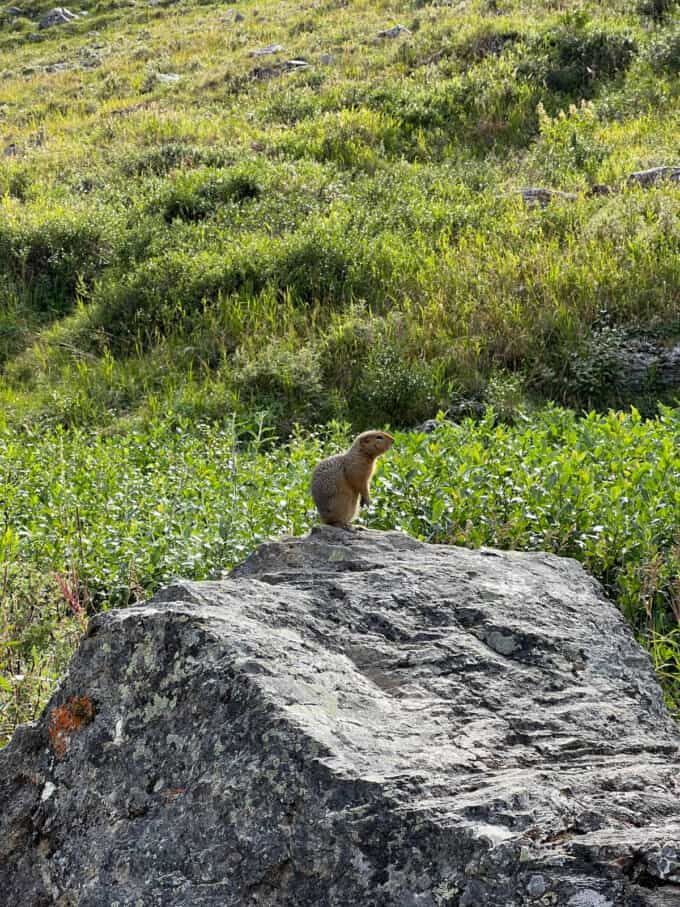 An image of a ground squirrel on a rock in Denali National Park.