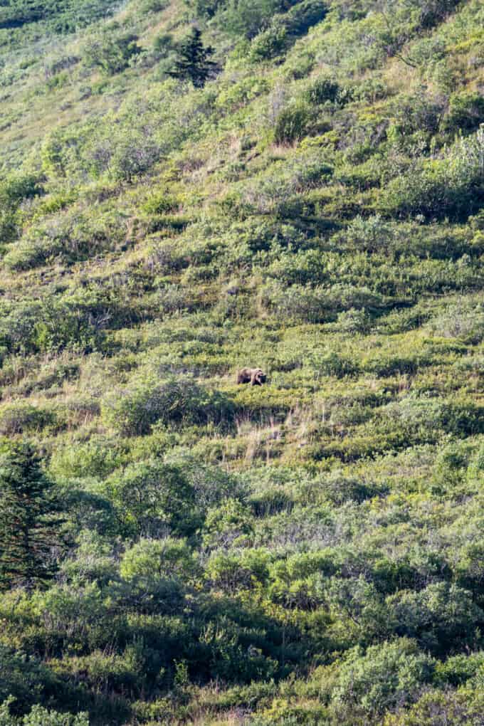 An image of a bear on a mountain in the distance in Denali National Park.