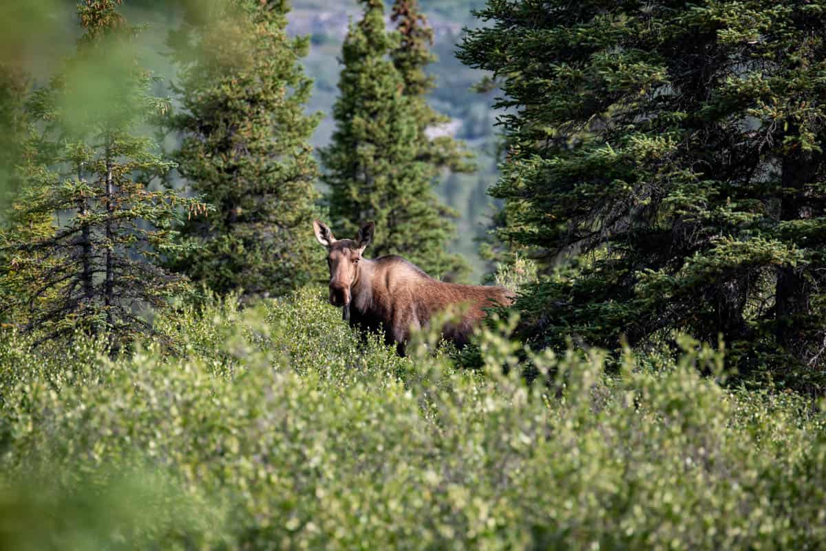 An image of a moose in Denali National Park.