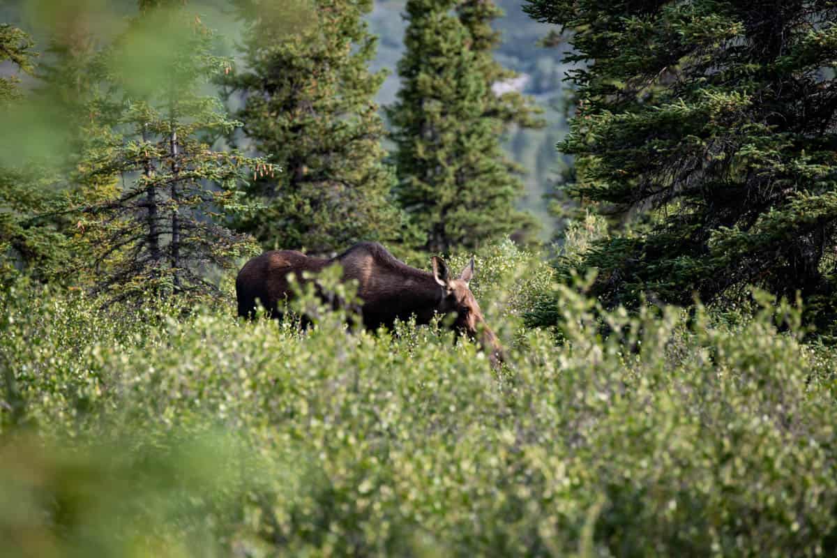 A moose grazing in Denali National Park.