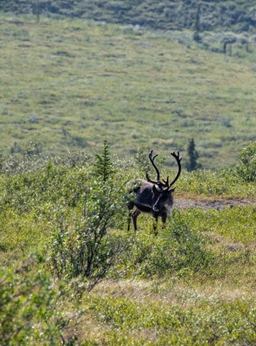 An elk in Denali National Park.
