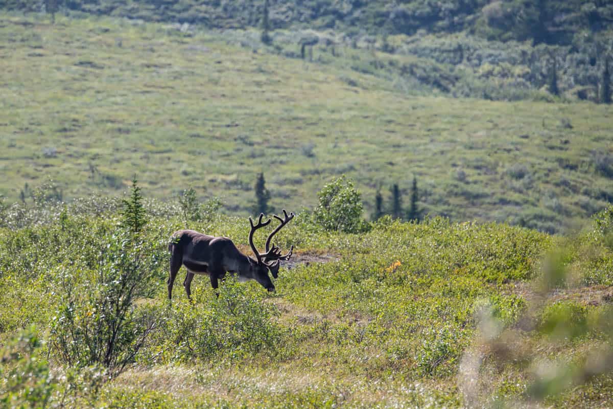 An elk grazing in Denali National Park.