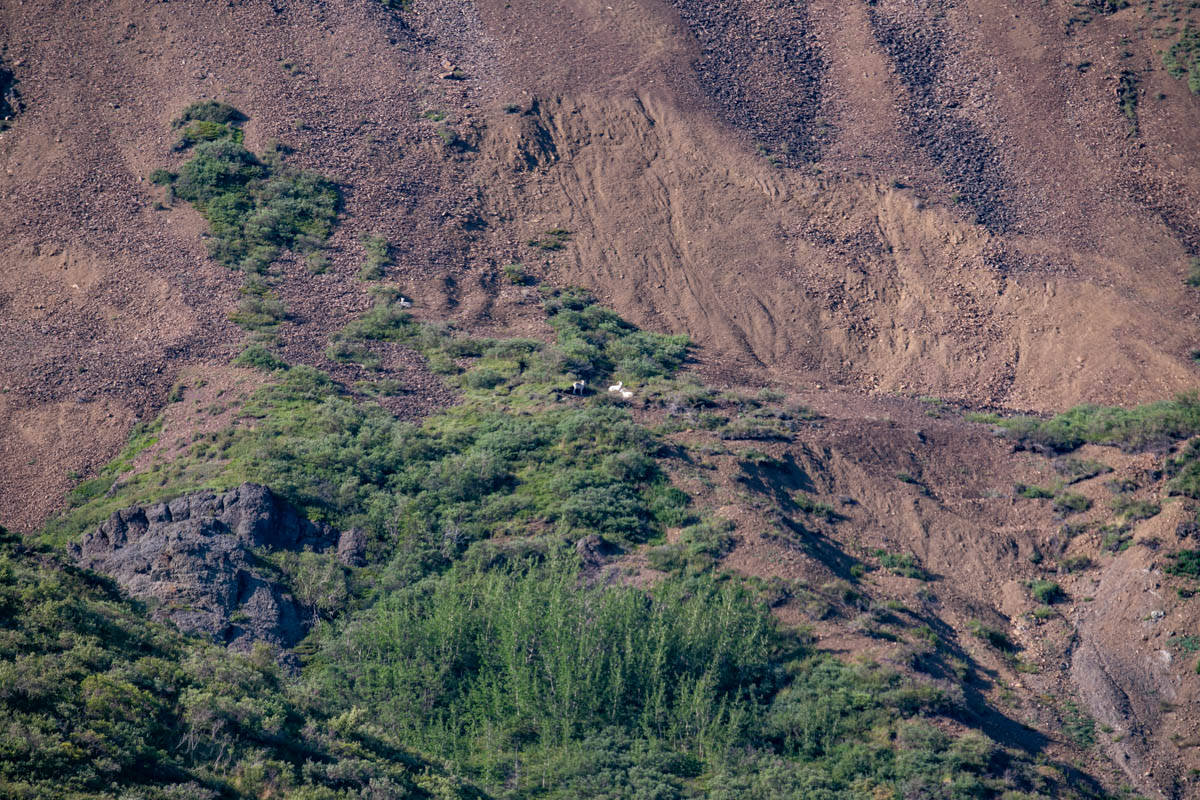 Dall sheep on a mountainside in Denali National Park.