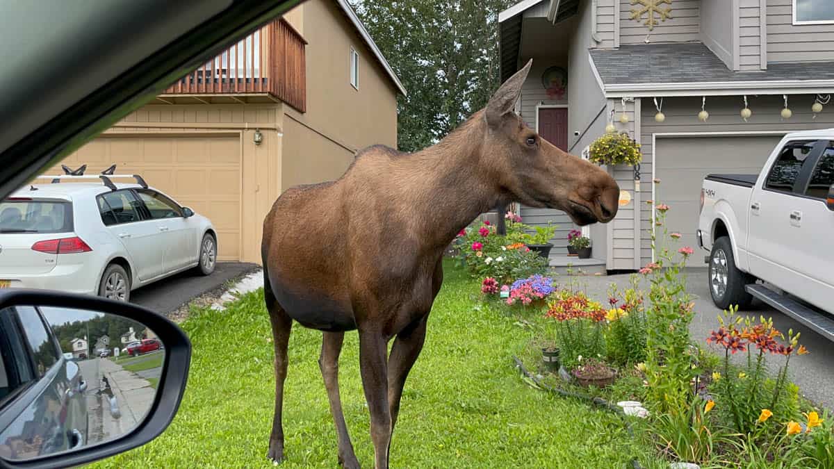 An image of a moose in Anchorage.