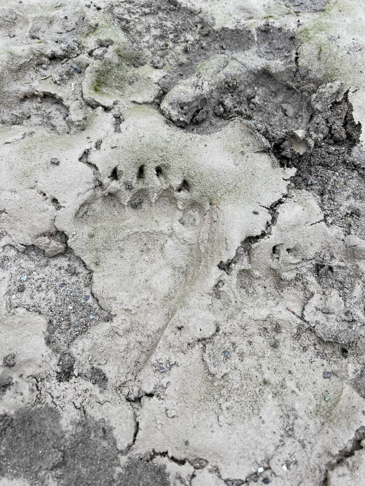 An image of a grizzly bear paw print in mud.