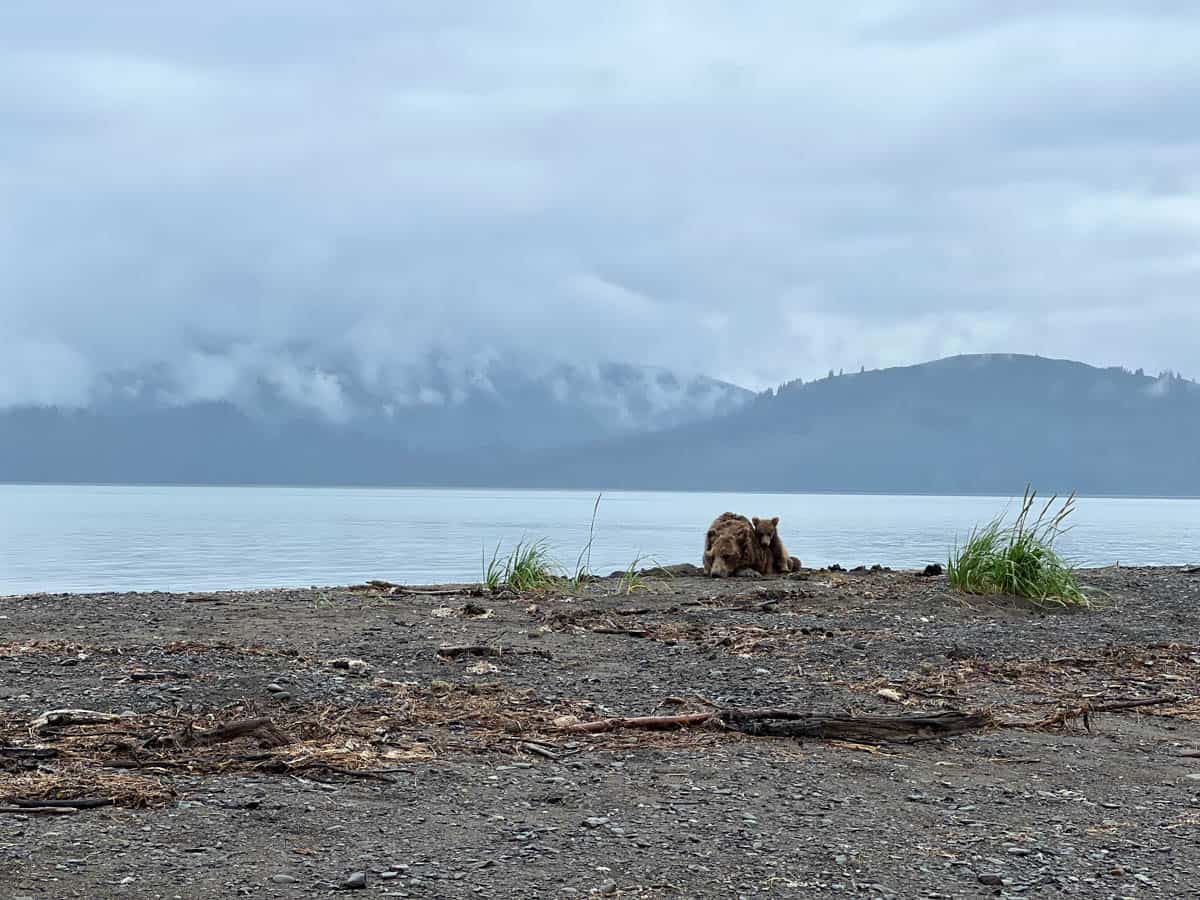An image of bears on a beach in Alaska.